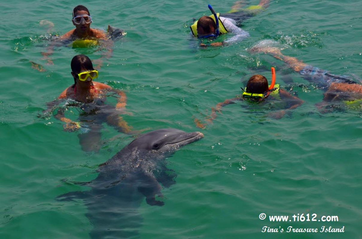 snorkling with the dolphins